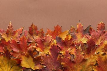 Naklejka na ściany i meble Bright autumn leaves on color background