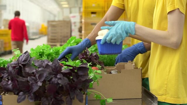 Food warehouse suppy fresh vegetables that people pack in gloves Spbd. Workers prepare products in and wholesale and retail , which put in boxes. Young women and men involved in organizing delivery of