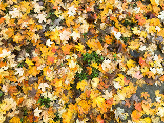 A bright pile of yellow, gold, and orange leaves on the ground during fall; seasonal image; background