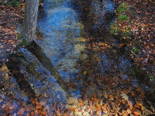 autumn in a small forest somewhere in Spain