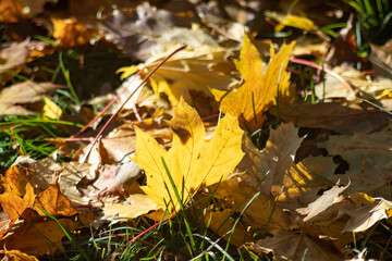 Photo of some fallen yellow leaves 