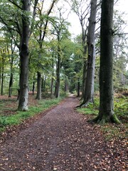 path in the woods