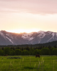 Fototapeta na wymiar beautiful peaceful horses in the meadow at sunset