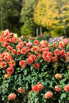 Colorful vivid  dahlia flowers growing outdoors in sunny day in autumn time, beautiful floral background