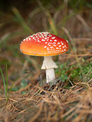 Amanita mushroom in nature..