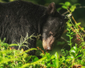 black bear cub