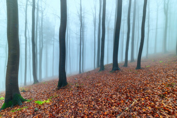  Autumn beech forest