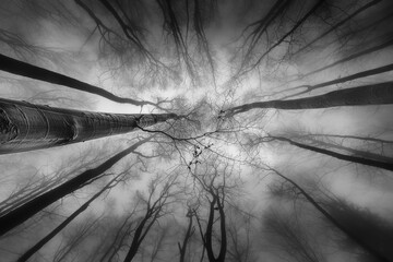 Autumntime trees crown