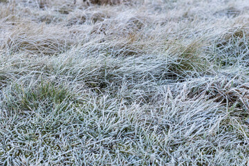 Grass with morning frost. Winter weather concept.