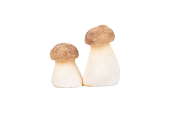 Two eringi mushrooms