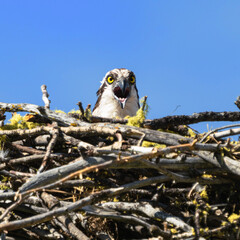 bird on the nest