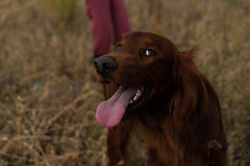 Red Irish Setter in the field. Irish Setter portrait