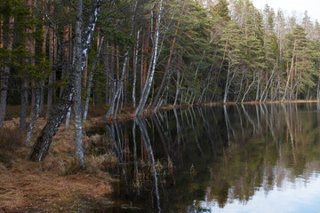 Autumn forest reflected in the water. Pines, birch trees.