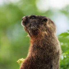 marmot in the grass