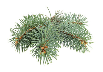 Pinecone isolated on white background with clipping path