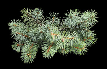 Pinecone isolated on white background with clipping path