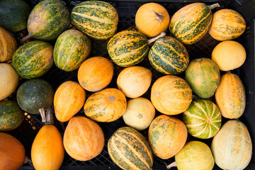 Pumpkins at the local market