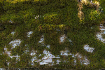 Green moss on limestone. Close up view.