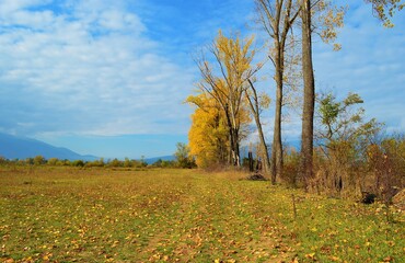 Fototapeta premium autumn landscape with trees
