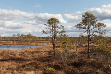 Swamp Kakerdaja in Estonia at the autumn. Marshland is equipped by woodens walking pathes.