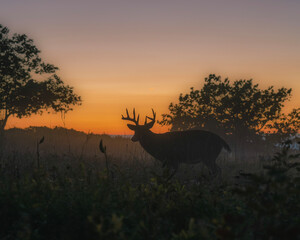 freedom deer in sunset shendandoah wildlife landscape nature