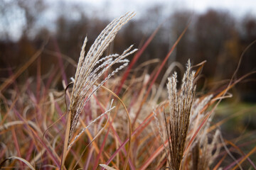 ears of wheat in fall