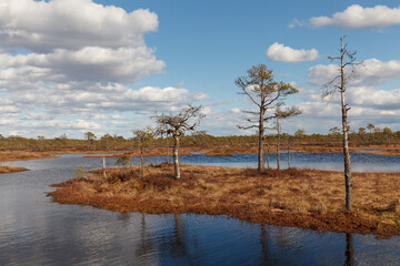 Swamp Kakerdaja in Estonia at the autumn. Marshland is equipped by woodens walking pathes.