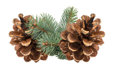 Pinecone isolated on white background with clipping path