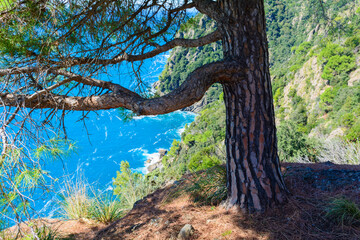 Pino Marittimo a strapiombo sulla costa del promontorio di Portofino con scorcio sul mare azzurro (Liguria, Italia)