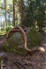 Pine tree roots in grow over the stone in the forest