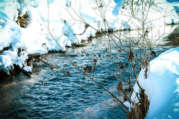 winter morning in the park
