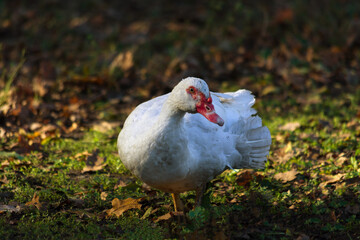 Portrait of a white silent duck. Home birrds.