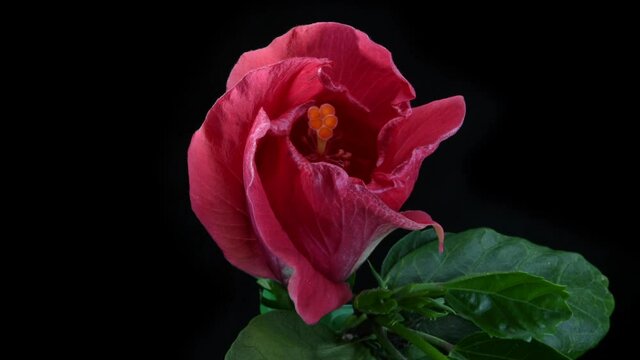 Macro time-lapse video of red Hibiscus flower blooming on black background.