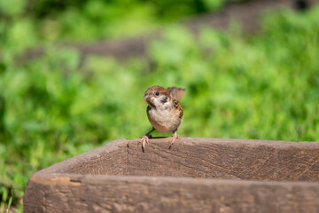 young sparrow on branch.