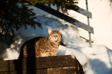 cat relaxing in the snow