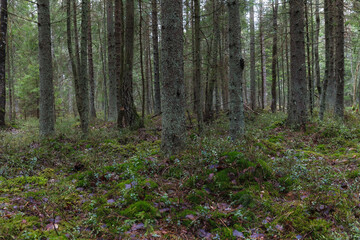 Pine forest on the former swampland, wilderness with walking pathes.