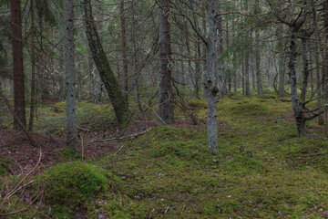 Pine forest on the former swampland, wilderness with walking pathes.