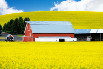 Red barn and yellow canola field with blue sky