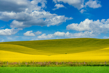 Obraz premium Bright yellow Canola field in the Palouse country