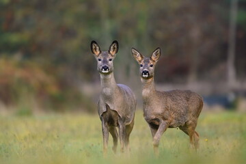 Naklejka na ściany i meble wildlife scene from autumn nature. Two roe deer standing on meadow. Deer in the nature habitat. Capreolus capreolus.