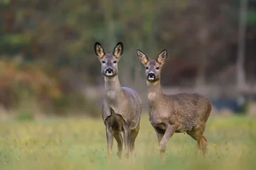 Fotobehang Ree wildlife scene from autumn nature. Two roe deer standing on meadow. Deer in the nature habitat. Capreolus capreolus.  © Monikasurzin