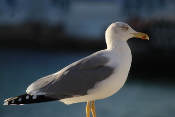 beautiful seagull by the sea. lone seagull