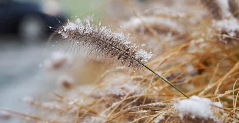 first snow on grass spikes