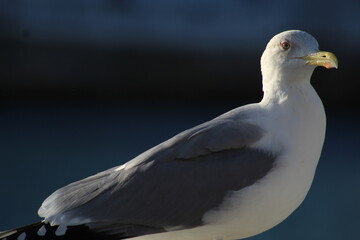 beautiful seagull by the sea. lone seagull.