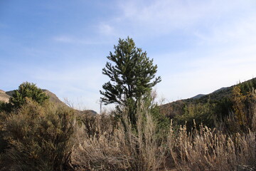 Obraz premium trees on the hill