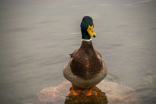 Photo of a beautiful male duck standing on a rock alone.