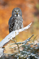 The great grey owl or great gray owl (Strix nebulosa) is a very large owl, documented as the world's largest species of owl by length.