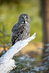 The great grey owl or great gray owl (Strix nebulosa) is a very large owl, documented as the world's largest species of owl by length.
