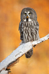 The great grey owl or great gray owl (Strix nebulosa) is a very large owl, documented as the world's largest species of owl by length.