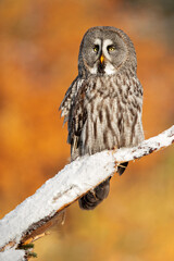 The great grey owl or great gray owl (Strix nebulosa) is a very large owl, documented as the world's largest species of owl by length.